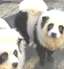 “台湾刮“山寨熊猫热”