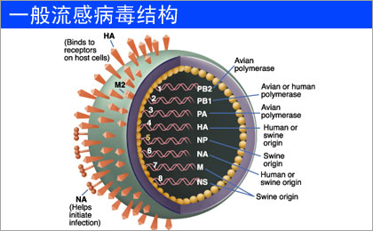 甲型H1N1流感全球蔓延-搜狐IT