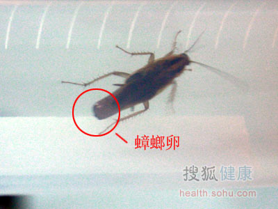 名博讲堂]+曾晓芃讲蟑螂防治(1)-蟑螂有啥危害