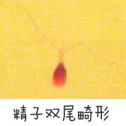 ����˫β����