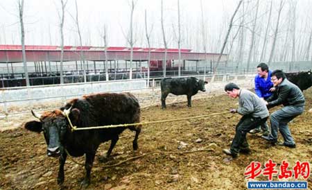 国产克隆牛繁育出高档肉牛 一斤牛肉卖千元(图)