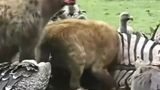 ���๷ͺӥ��ʳ����