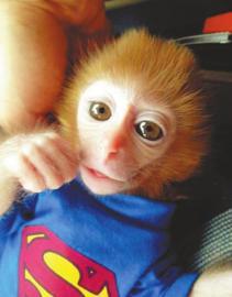 “石猴”眼大脸小，全身为金黄色绒毛。