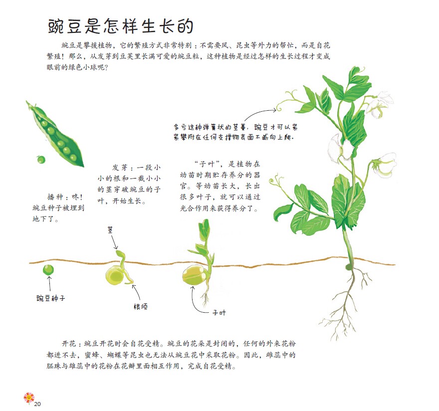 豌豆是怎样生长的