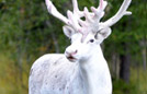 瑞典现罕见纯白色驯鹿
