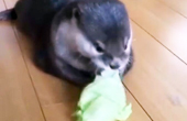 ˮ̡˳Գζ