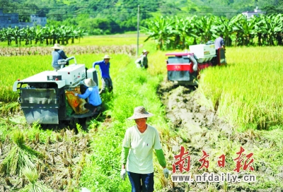 麦客们在泥泞的稻田里收割。